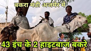 लास्ट दिन आए 43 इंच के 2 हाइटबाज बकरे | bakra mandi ajmer live 2023 | pkraj vlogs