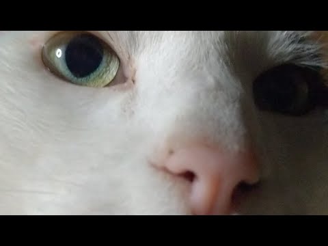 かご猫LIVE配信　210507