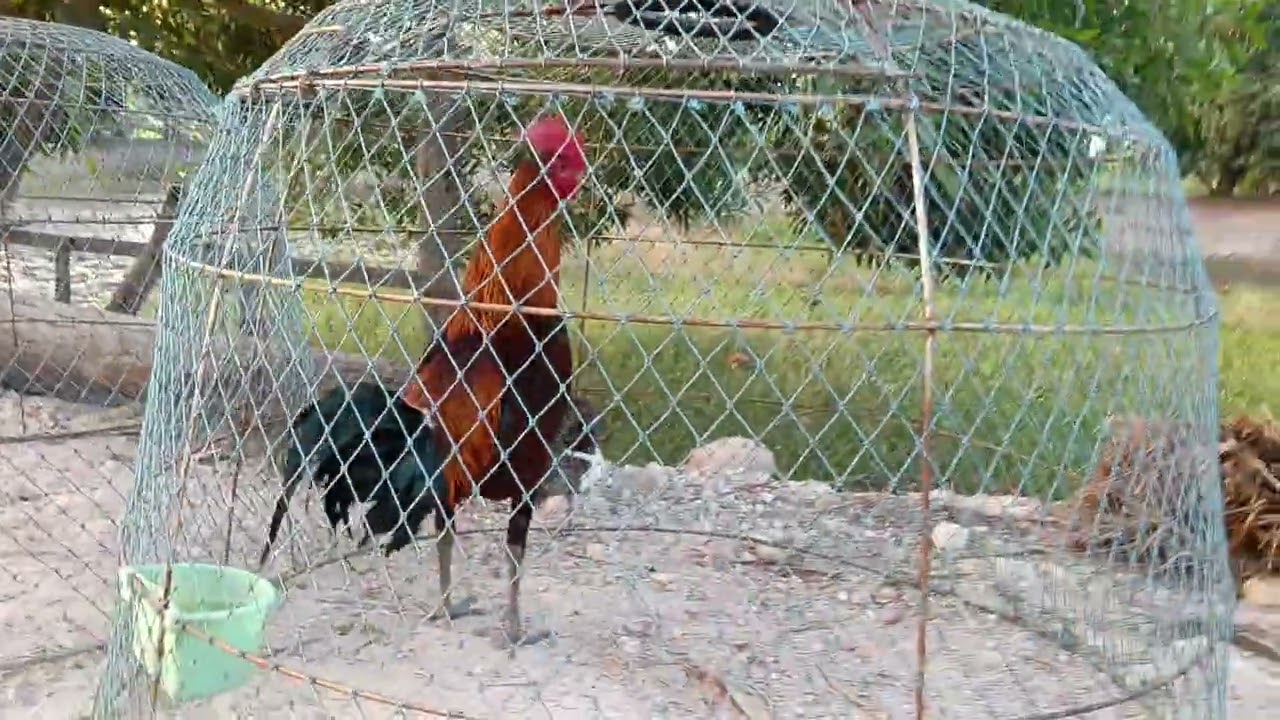 ไก่หนุ่มใหม่ๆงามๆมาแล้วครับ