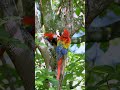 Scarlet macaw (Ara macao) in the wild, Panama, Central America #documentary #4kdocumentary