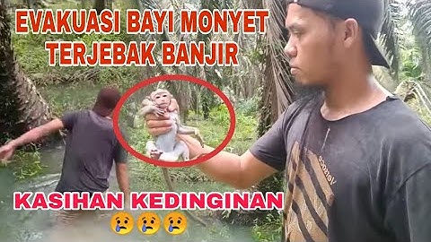 MENYELAMATKAN BAYI MONYET TERJEBAK BANJIR