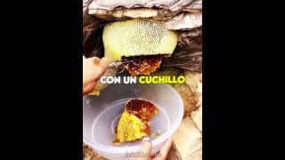 Así Se Recolecta Miel Correctamente! 😨🐝