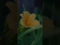 اقرأ باسم ربك الذي خلق العلق 1 قران الكريم سورة العلق المنشاوي 