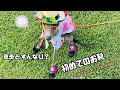 犬に靴を履かせてみたら意外と普通だった【DOG DEPT】Italian Greyhound