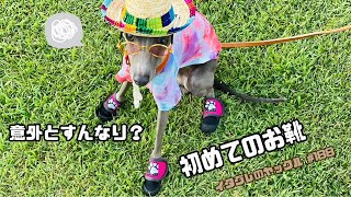 犬に靴を履かせてみたら意外と普通だった【DOG DEPT】Italian Greyhound