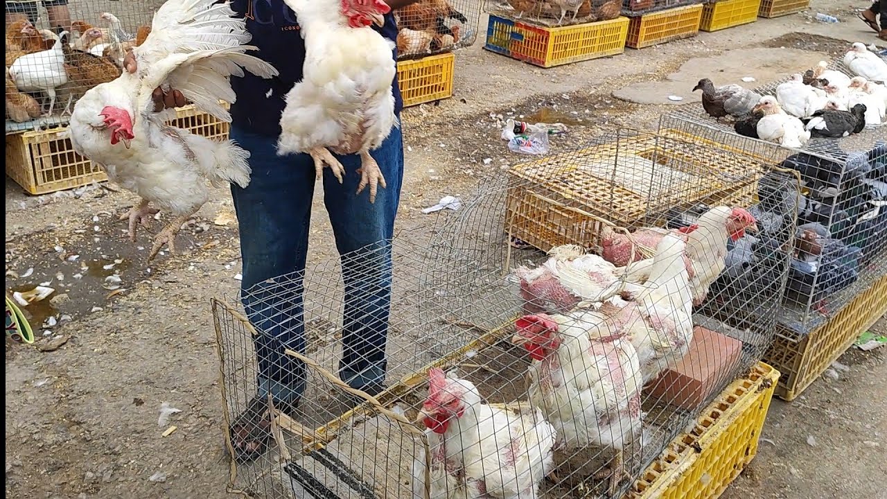 ارخص سوق تشتري منه طيور بلدي في السعودية والحمام ب 5 ريال!😲😲