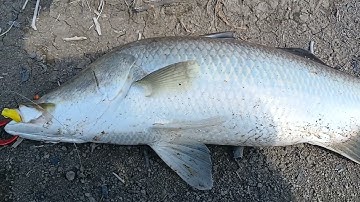 Chạm mặt hugo và màn bức phá tóc độ nghe tiếng drag máy câu thôi củng đủ phê