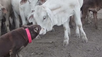 Brand New Double Decker Loading Ramp | Working Weaners with Australian Working Kelpies