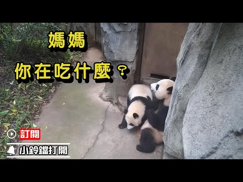 《熊貓早晚安》熊貓媽媽偷吃蘋果被娃發現啦 | iPanda熊貓頻道