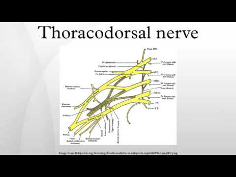 Thoracodorsal nerve - YouTube