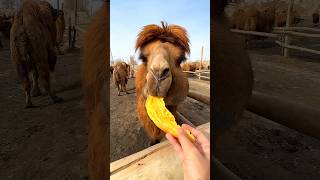 camel video 🤣 #funny #funnyvideo