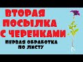 Получили черенки цветов, второй раз. Обзор, первая обработка по листу.