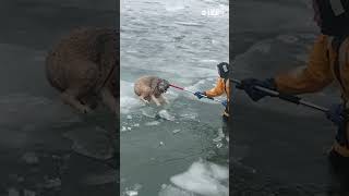 Terrified dog is rescued from icy river