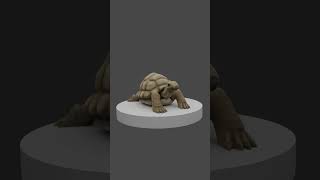 Tortoise Model Turnaround
