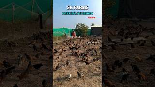 free RANGE birds SK FARMS plese support subscribe my youtube channel like share #natukodifarming