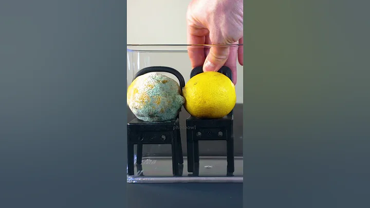 Letting my pet mold spread over to some lemons