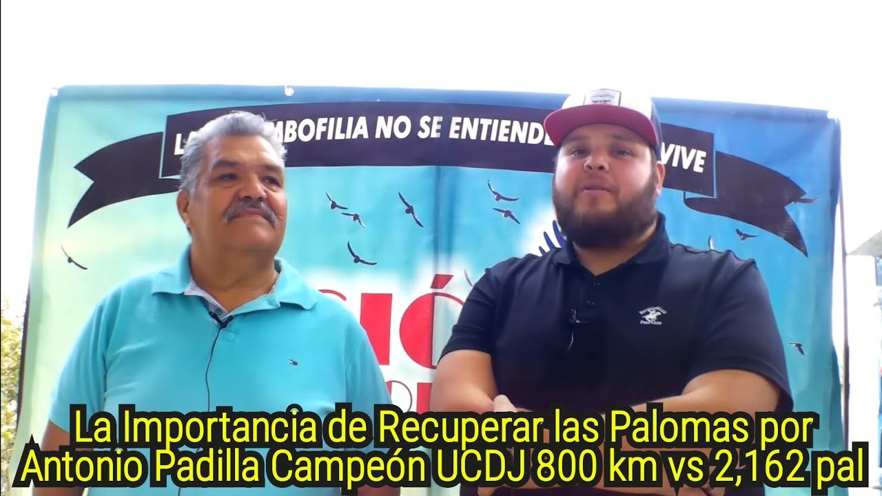 La Importancia de Recuperar las Palomas por Antonio Padilla Campeón UCDJ 800 km vs 2,162 pal