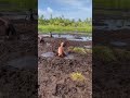 He definitely regretted that 🤣 #funny #fail #shots #memes