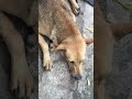 น้องหมานอนสบาย #หมา #dog