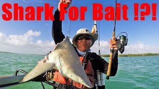Using Shark For Bait To Catch Monster Sharks?