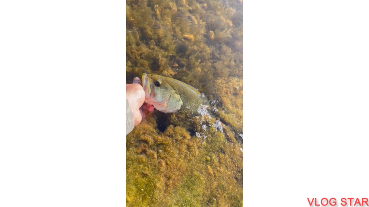 South jersey bass fishing (bank burning)
