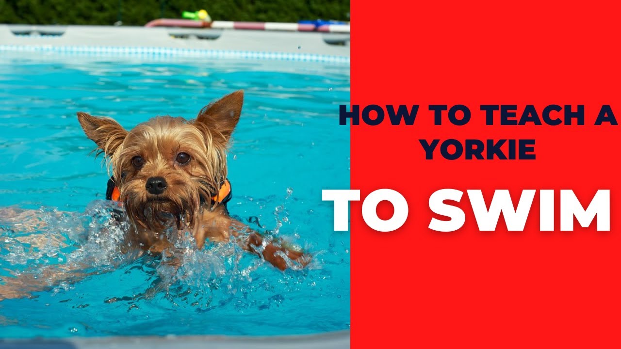 Steps and Tips to how to teach a Yorkie to swim YouTube