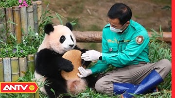 Gấu trúc quốc bảo Trung Quốc được chăm sóc chu đáo ở Hàn Quốc | Thời sự quốc tế | ANTV