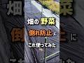 畑の野菜、倒れ防止にこれ使ってみた