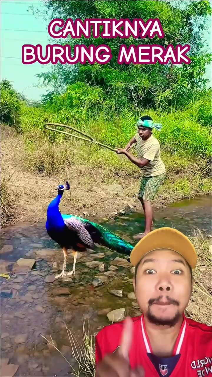 BURUNG MERAK YANG CANTIK!!!!? #vfx #peacock #vfxind #birds #wildlife #nature