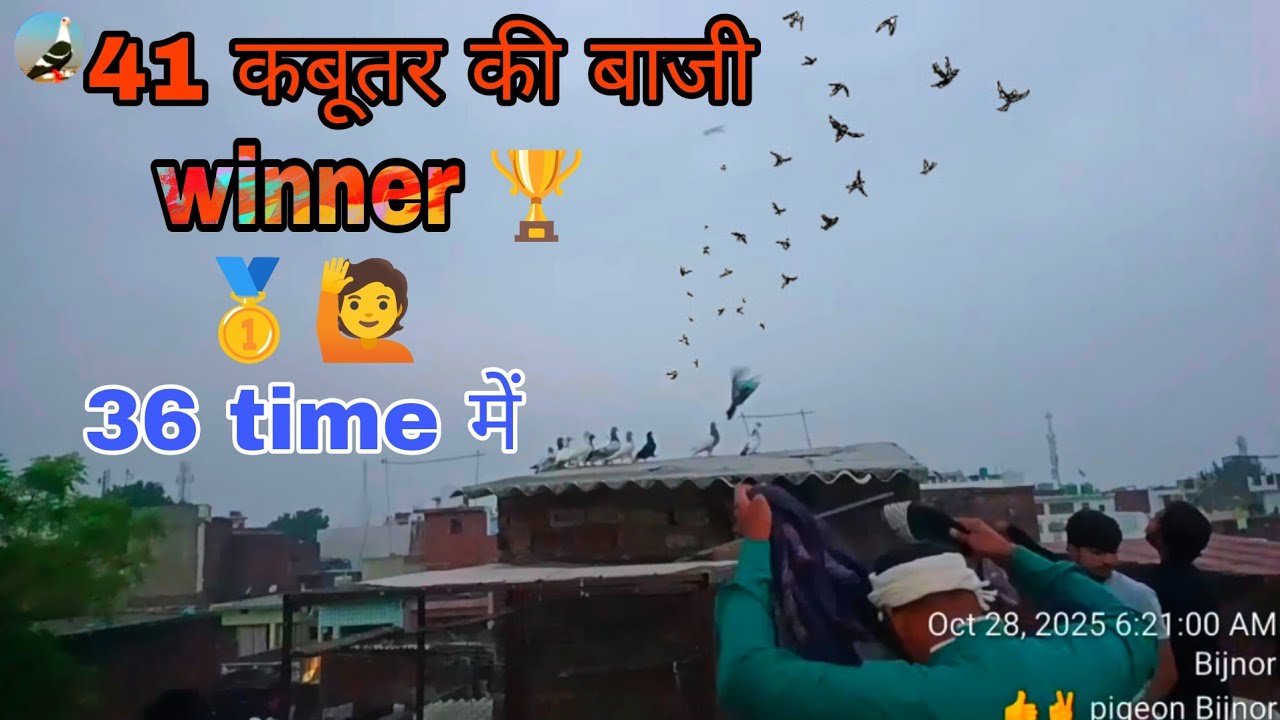 41 KABUTAR kI BAAZI BIJNOR V/S MANDAWAR 2IND BAAZI WINNER 🏆 🥇