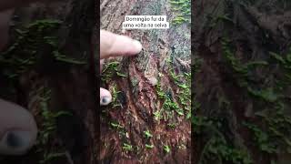 muito quente na selva amazônica #fazenda #vidanaroça #natureza