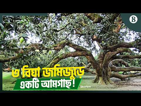 ঠাকুরগাঁওয়ে ৯০ ফুট উচ্চতার আম গাছ ঘিরে বিস্ময় কেন? | Giant Mango Tree | Thakurgaon News