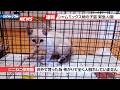 【にこねこ速報】吸い寄せられるように子猫を見つけてしまいました…