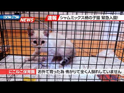 NicoNeko Breaking News] I felt drawn to this kitten and just had