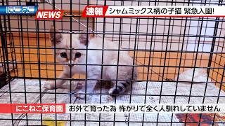 NicoNeko Breaking News] I felt drawn to this kitten and just had