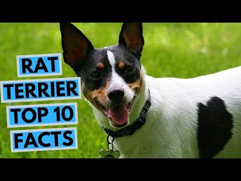 chinese rat terrier