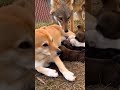 You won't believe who this dog is nursing! 🤯🐺A Lesson in Love: Jackal Meets Dog Mom! 🐕❤️