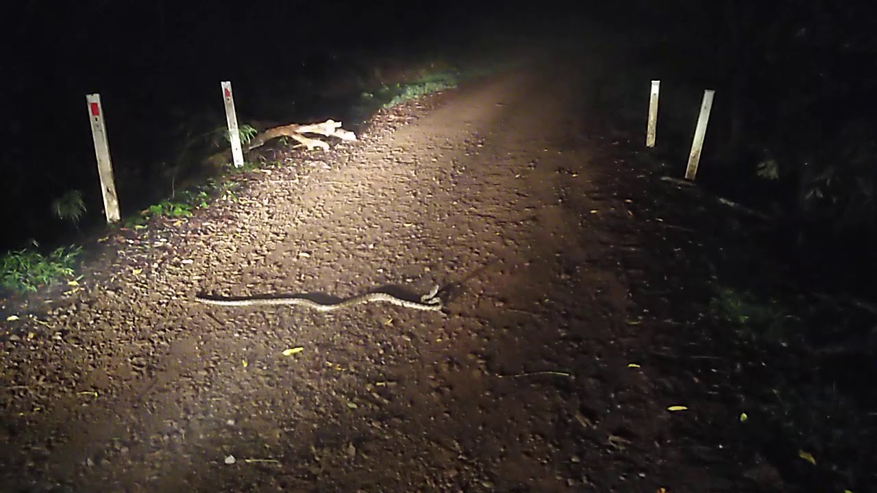 Border Rangers Yowie Bigfoot Hairyman Search Reports Sightings