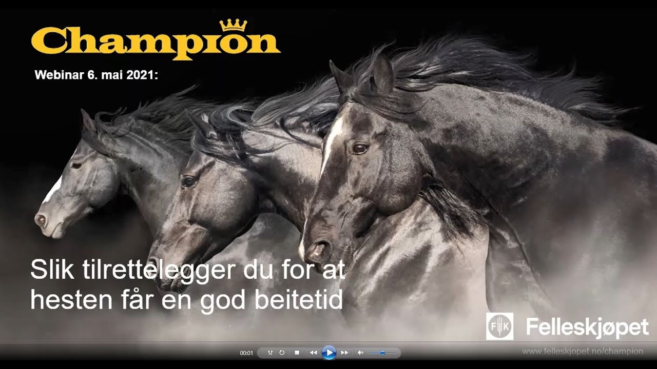 Slik tilrettelegger du for at hesten får en god beitetid