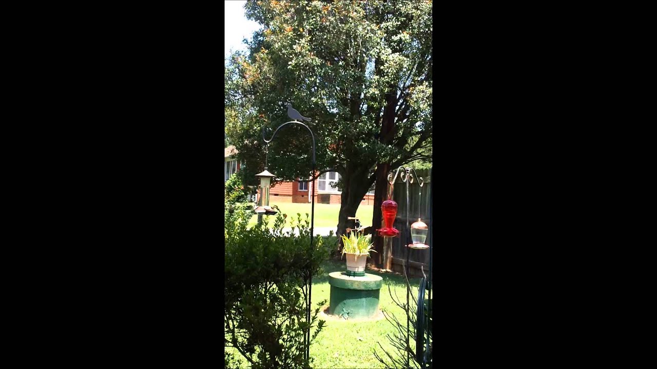 Hummingbirds Dance To Kripple Krunk