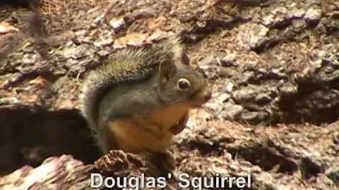 Douglas' Squirrel