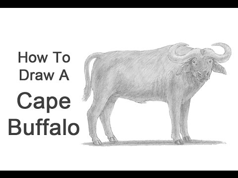 How to Draw an African Cape Buffalo - YouTube