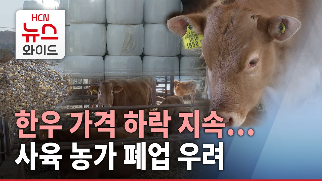 한우값도 지속 하락... 벼랑 끝 내몰린 사육농가/HCN경북방송