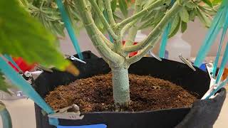 Frozen Pineapple by Kushest. The perfect cannabis plant in so many ways. Flipping to flower soon
