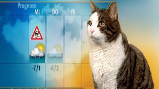 Im Andenken An Lupin - The Weather Cat