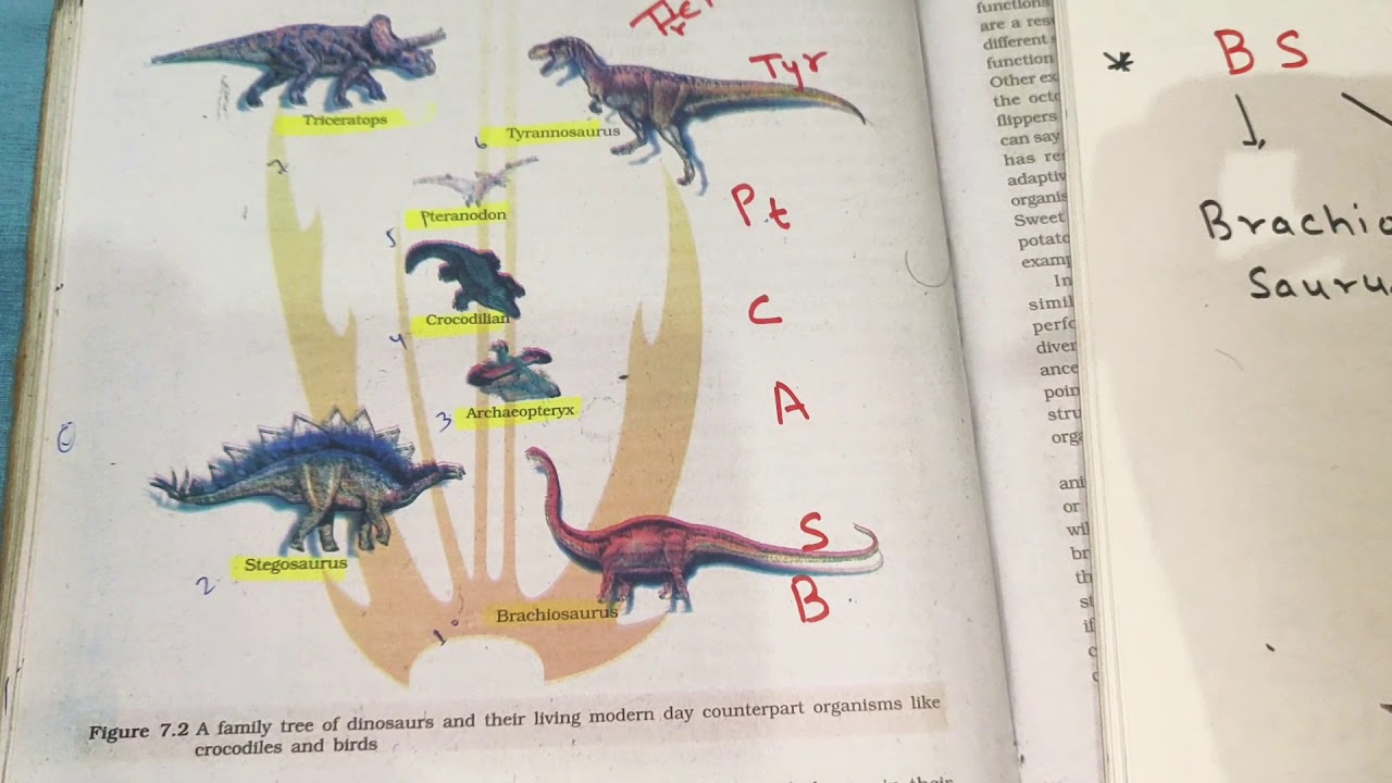 TRICKS TO LEARN DIAGRAM OF FAMILY TREE OF DINASAURS EVOLUTION TRICKS tricks-to-learn-diagram-of-family-tree-of-dinasaurs-evolution-tricks