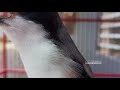 Cendet Ngekek Bag Lovebird Konslet Cocok Buat Masteran Cendet Trotol Pancingan Dan Masteran Trotol Mp3 - Mp4 Download