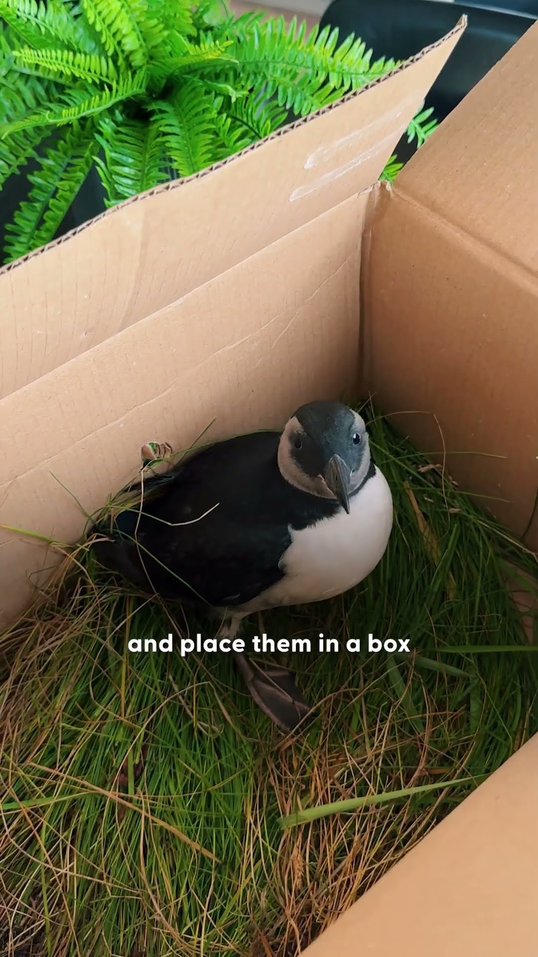 Baby Puffins Keep Crashing Into This Town | The Dodo