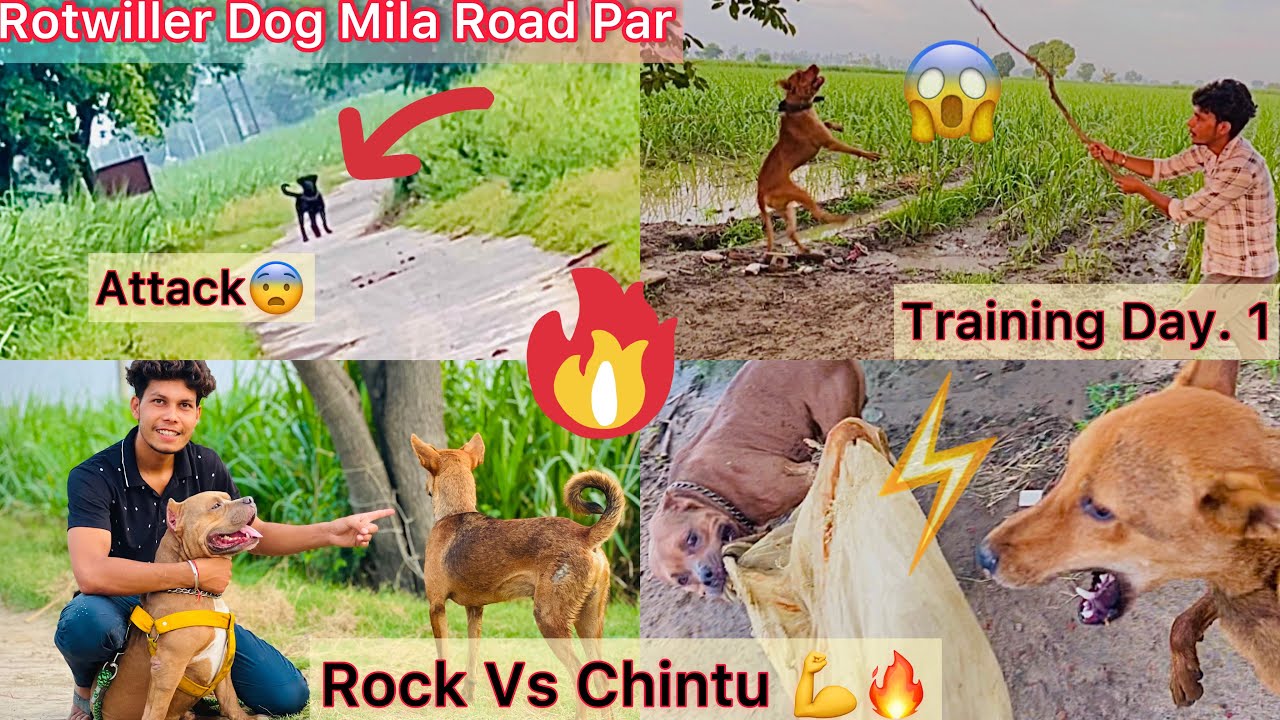 Bich Road Par Aggrashive Rotwiller Dog Mila😨|| Rock Vs Chintu Don💪 ...