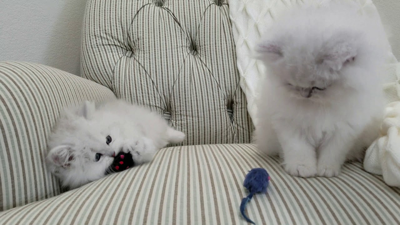 Adorable Persian Kittens Playing - Cute Kitten Videos